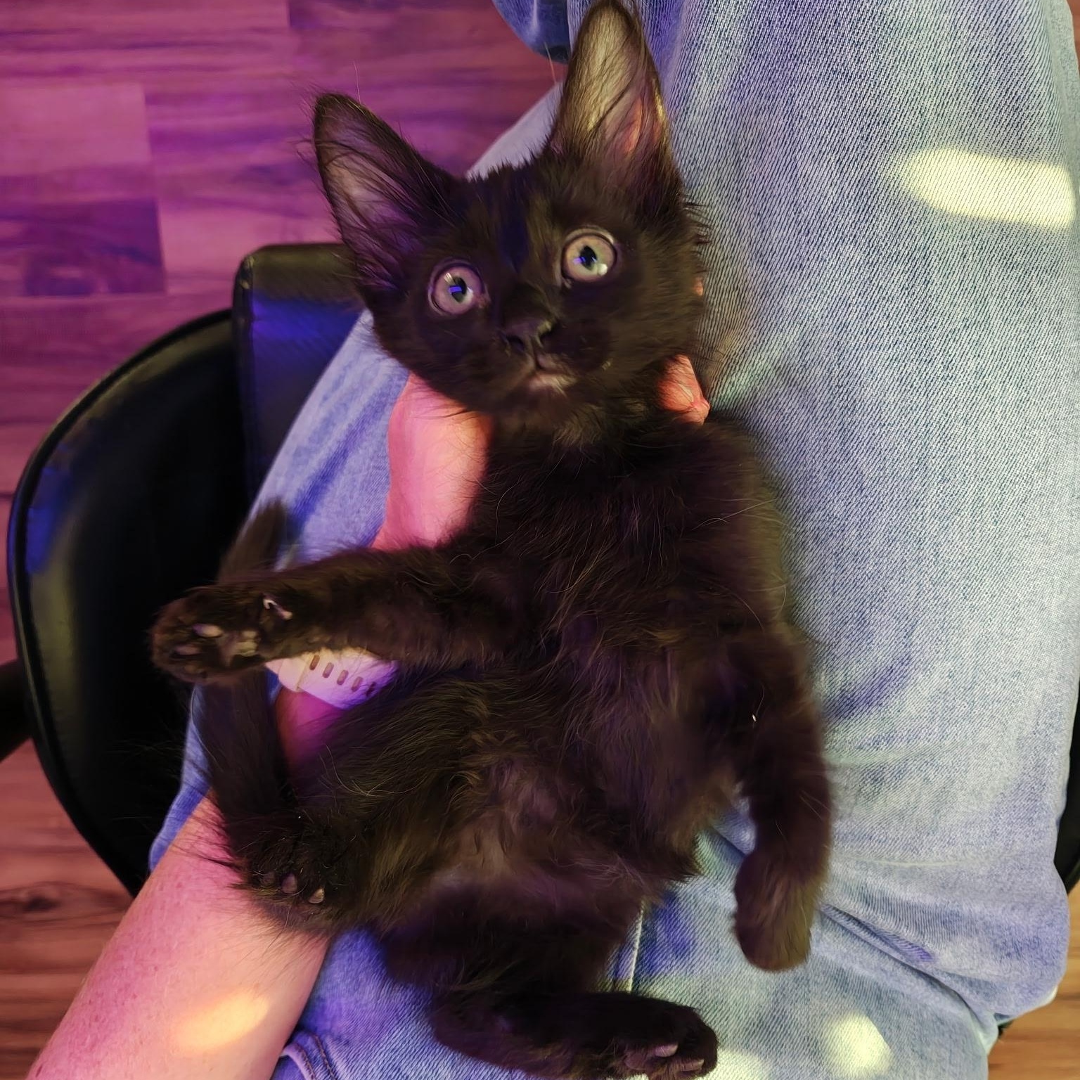 Cherry Creek, a ADOPTABLE Domestic Short Hair in Denver, CO image 2/6