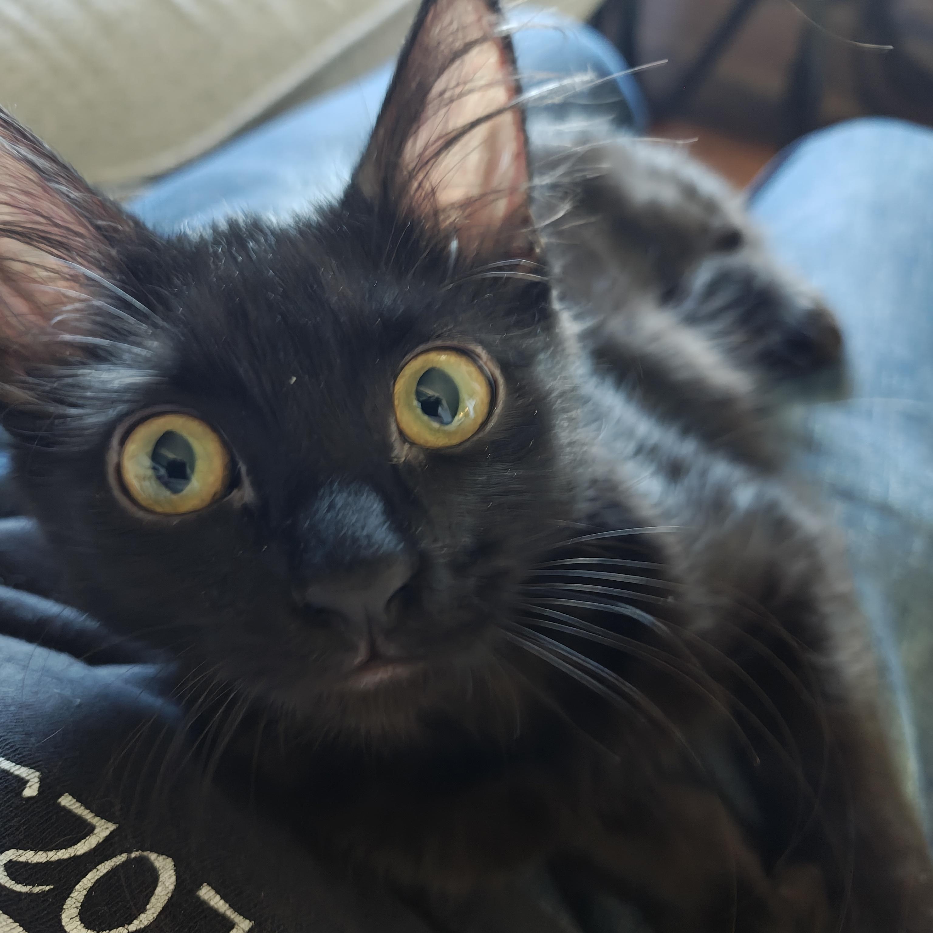 Cherry Creek, ADOPTABLE, Kitten Female Domestic Short Hair.
