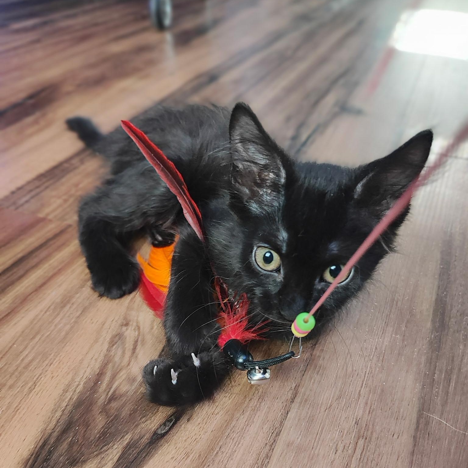 Cherry Creek, a ADOPTABLE Domestic Short Hair in Denver, CO image 3/6
