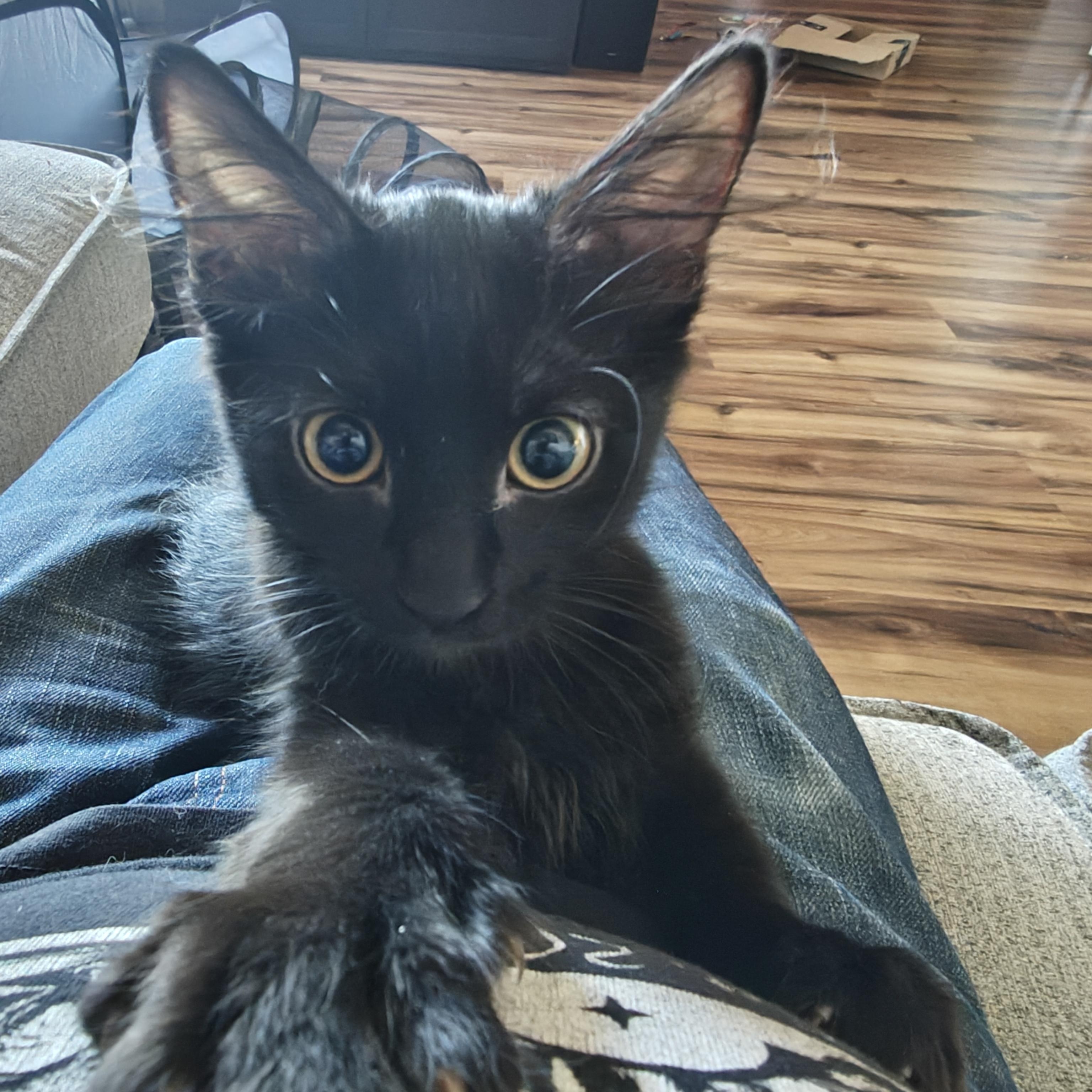 Cherry Creek, a ADOPTABLE Domestic Short Hair in Denver, CO image 5/6