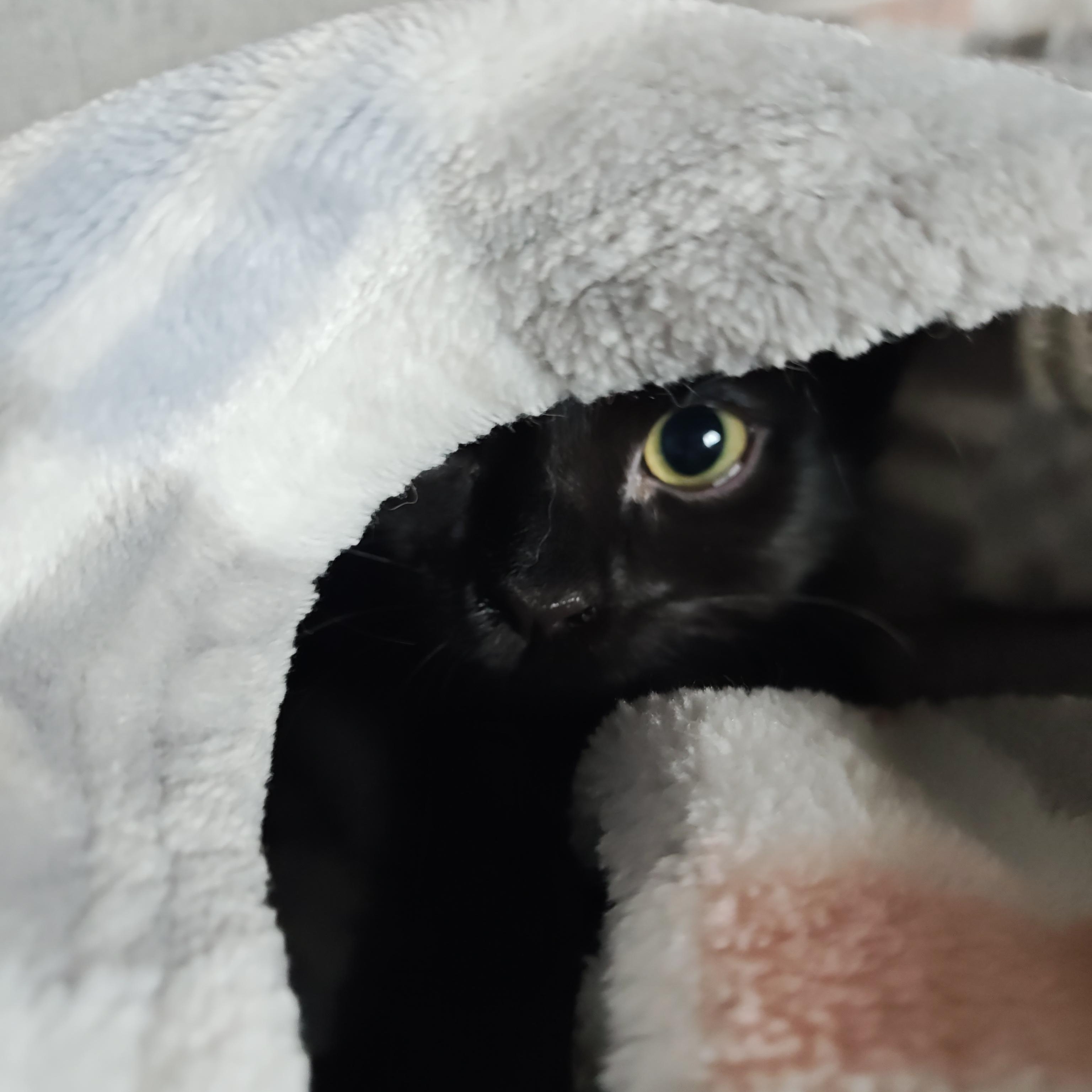Cherry Creek, a ADOPTABLE Domestic Short Hair in Denver, CO image 6/6