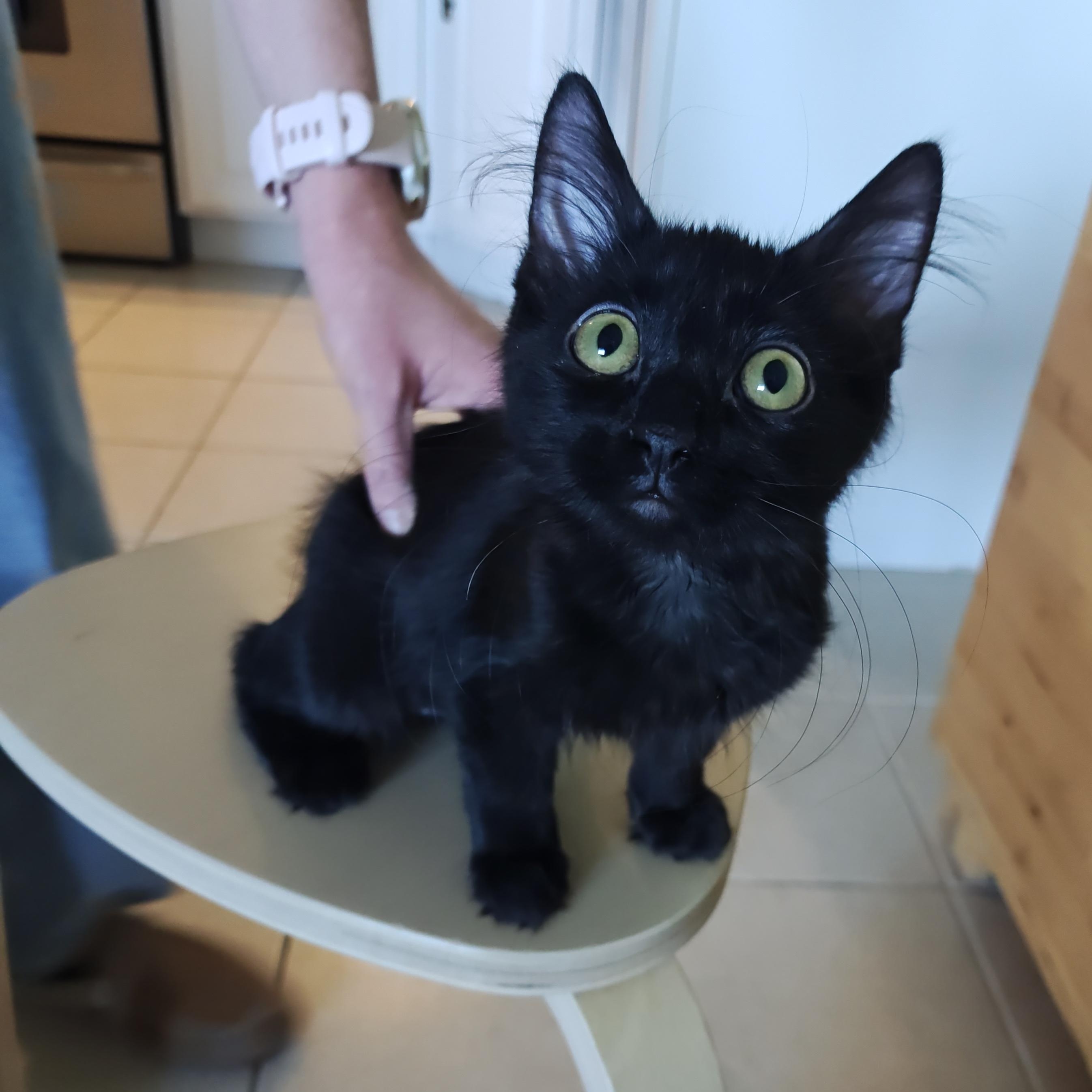 Cherry Creek, a ADOPTABLE Domestic Short Hair in Denver, CO image 4/6