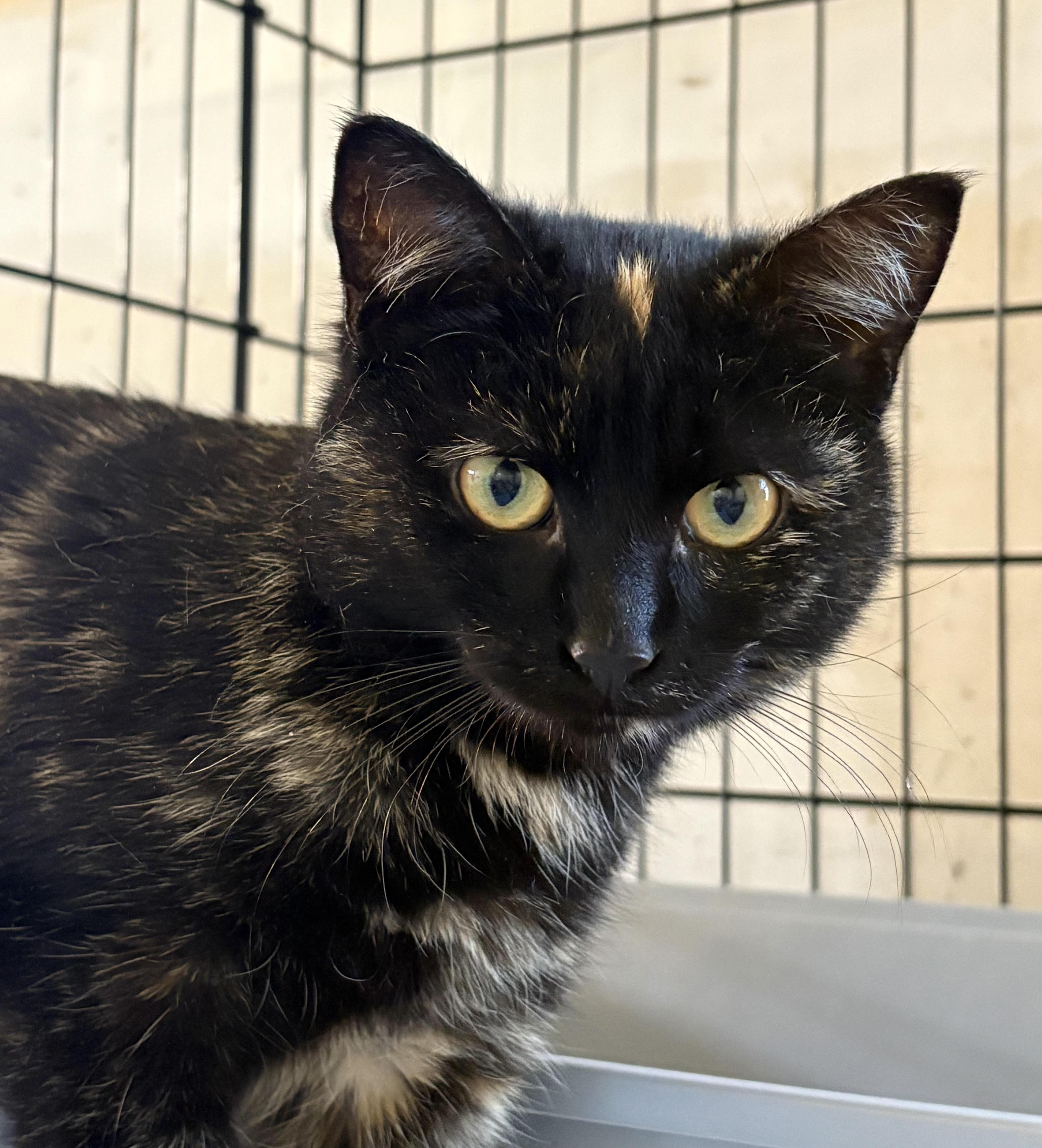 Speckles, an adopted Domestic Short Hair in Bellmawr, NJ image 4/4