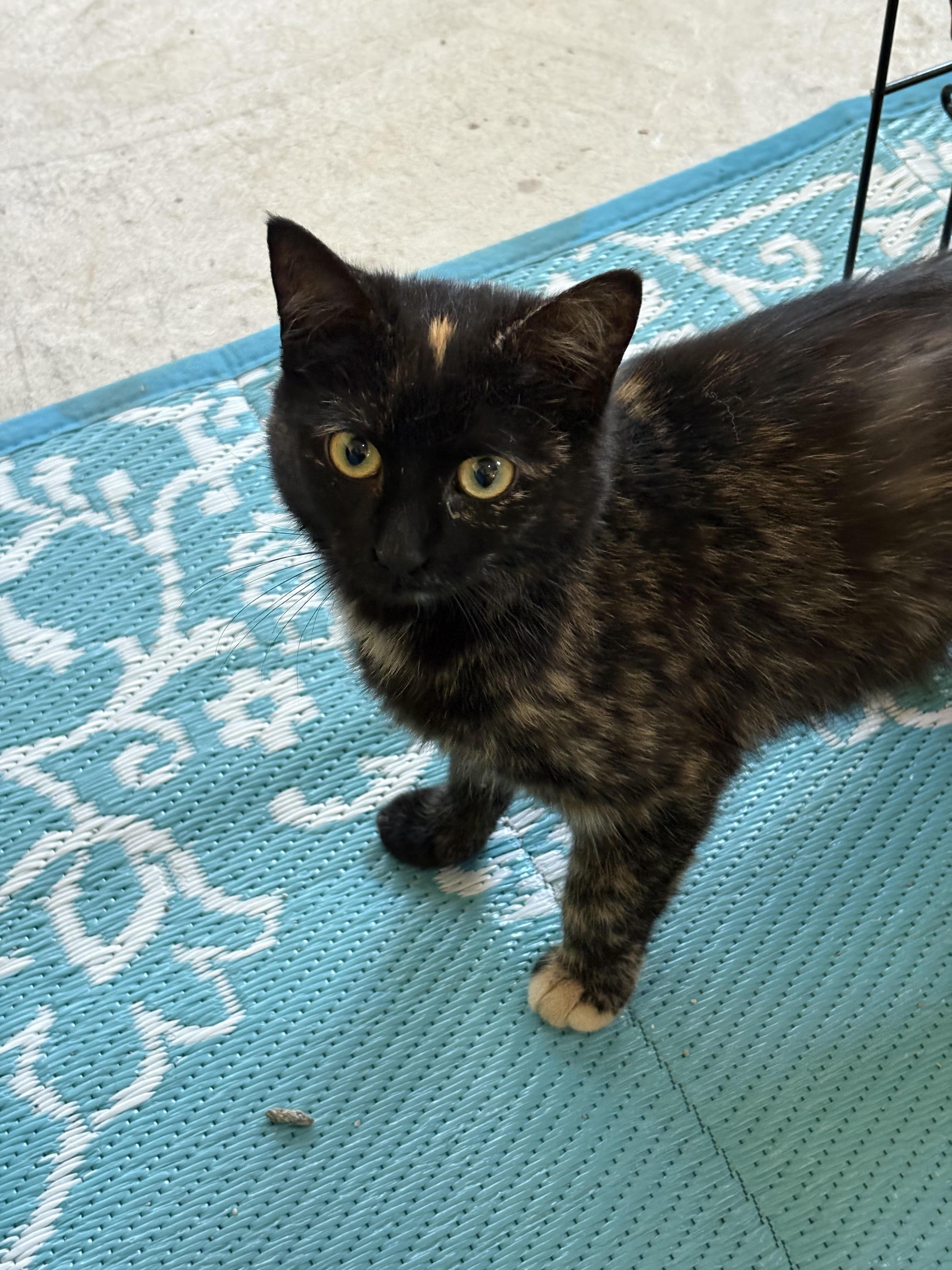Speckles, an adopted Domestic Short Hair in Bellmawr, NJ image 3/4
