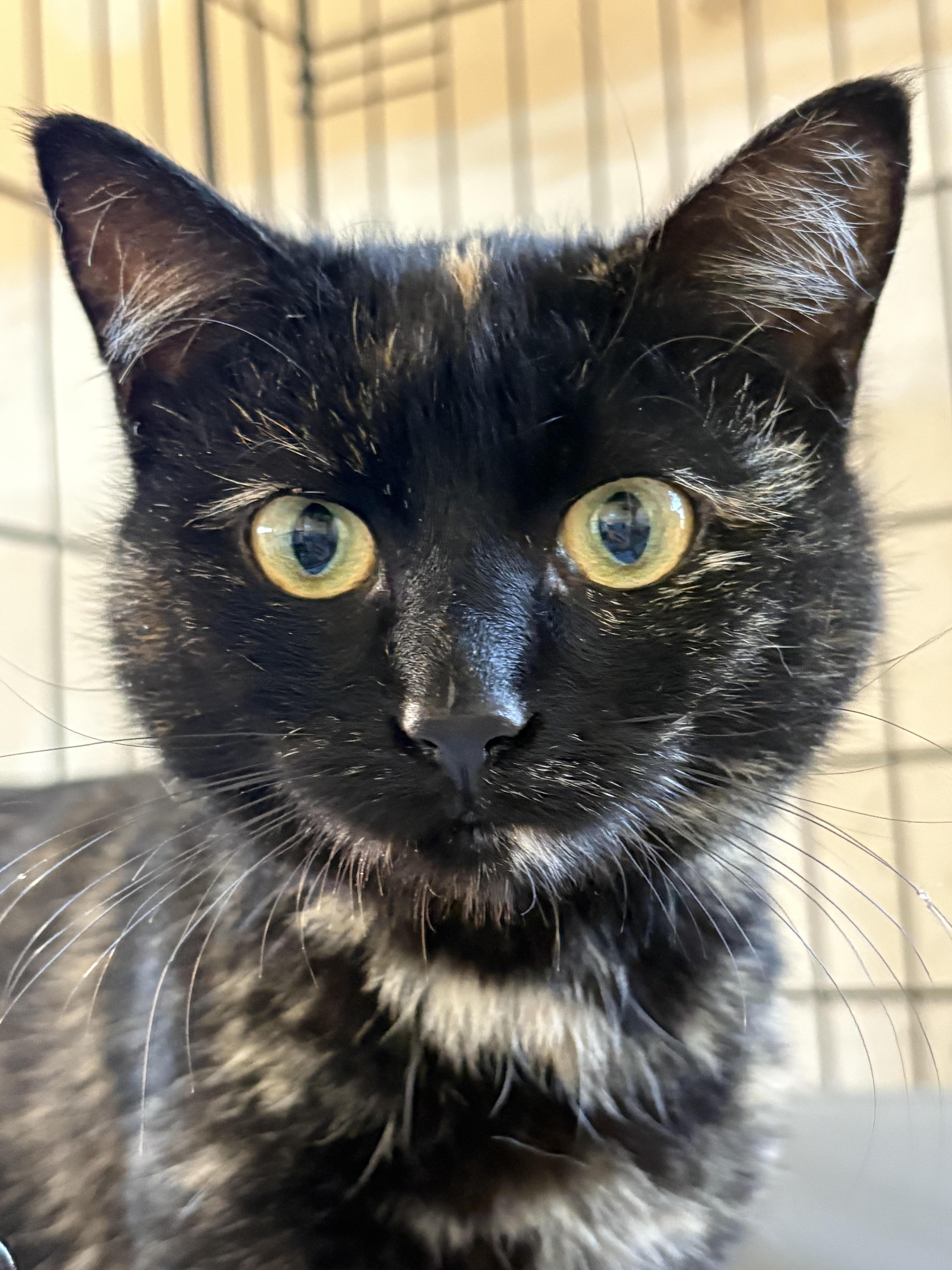 Speckles, an adopted Domestic Short Hair in Bellmawr, NJ image 1/4