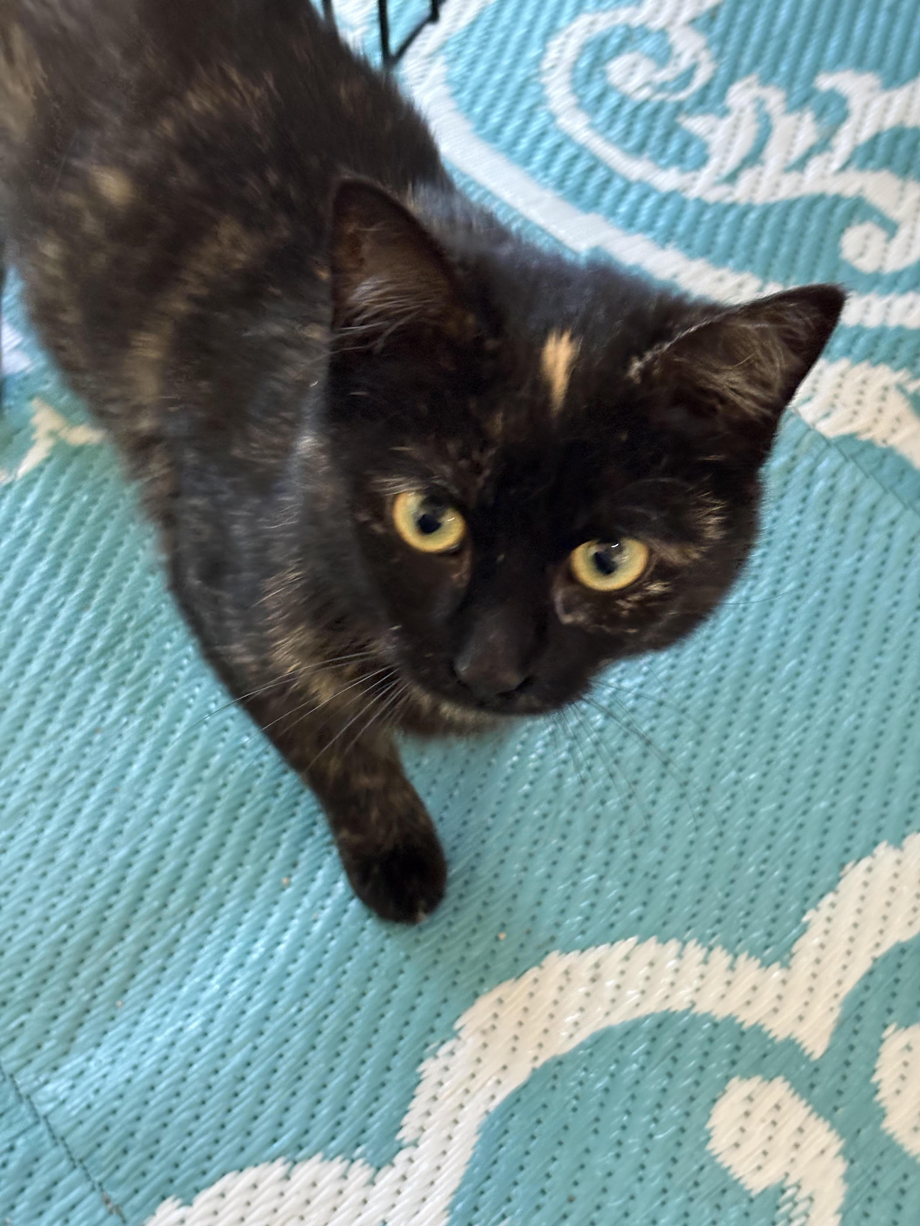 Speckles, an adopted Domestic Short Hair in Bellmawr, NJ image 2/4