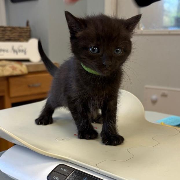 Enlarge Sonny, a Adoptable Domestic Short Hair in Greensboro, GA image 1/1