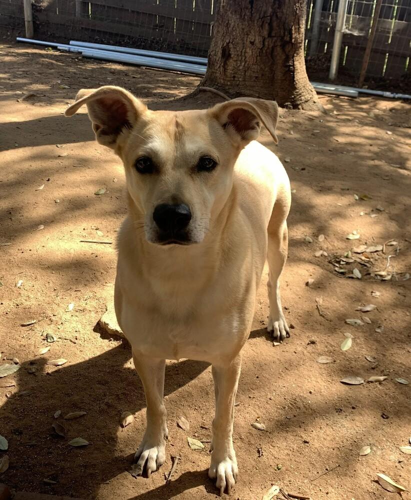 Enlarge Maggie, a Adoptable mixed breed in Bonita, CA image 1/5