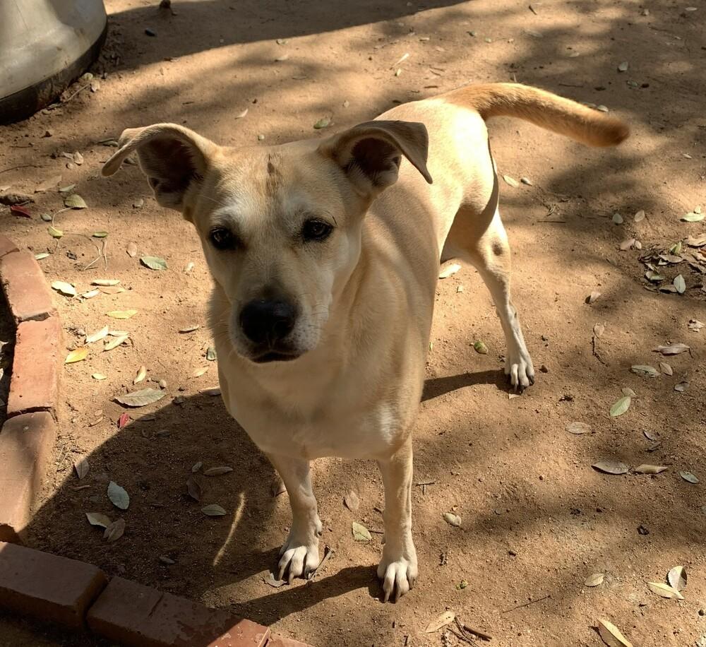 Enlarge Maggie, a Adoptable mixed breed in Bonita, CA image 2/5