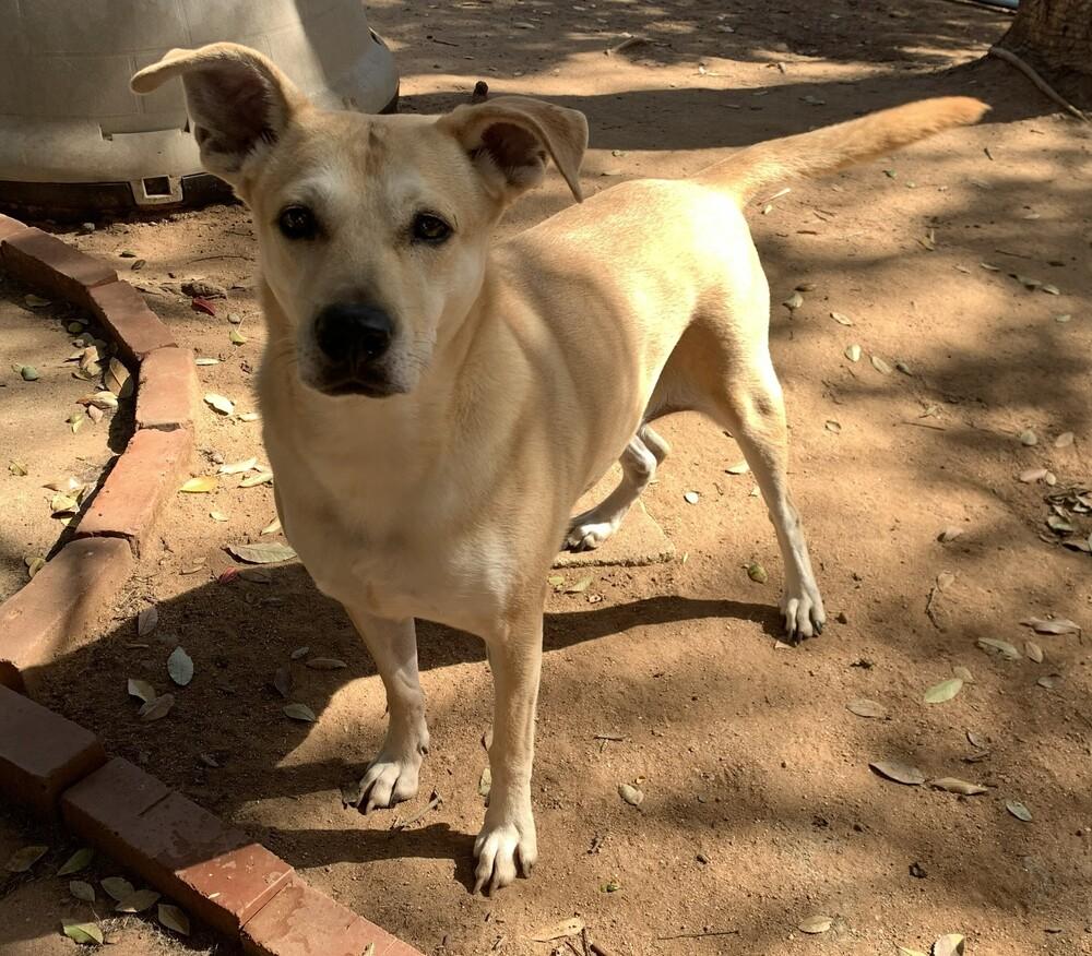 Enlarge Maggie, a Adoptable mixed breed in Bonita, CA image 3/5