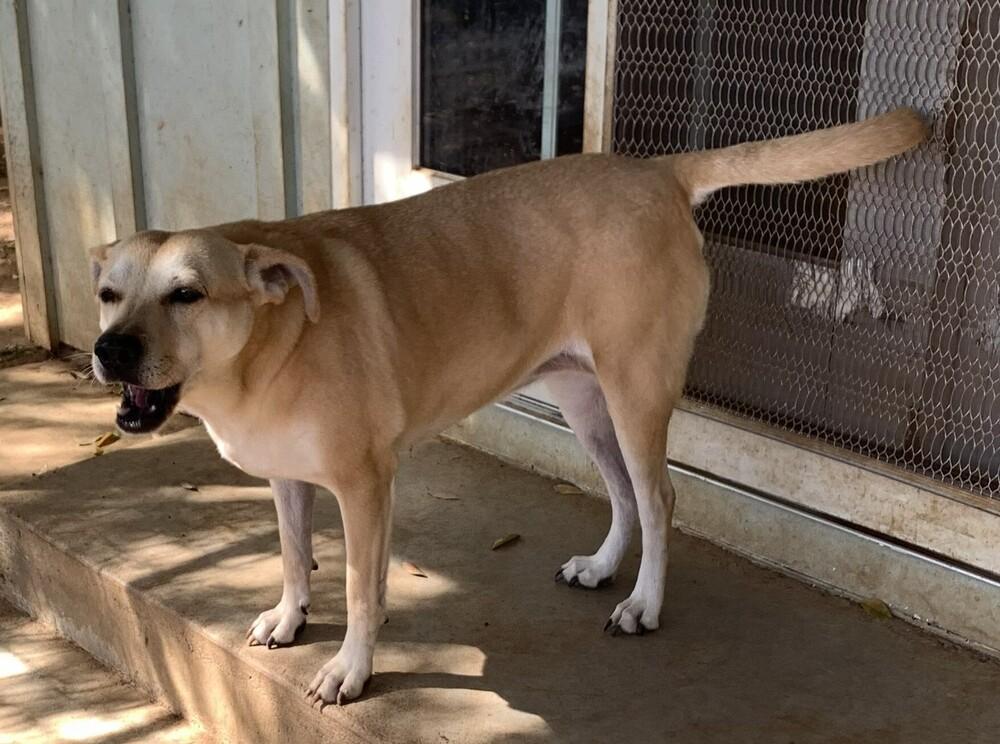 Enlarge Maggie, a Adoptable mixed breed in Bonita, CA image 4/5