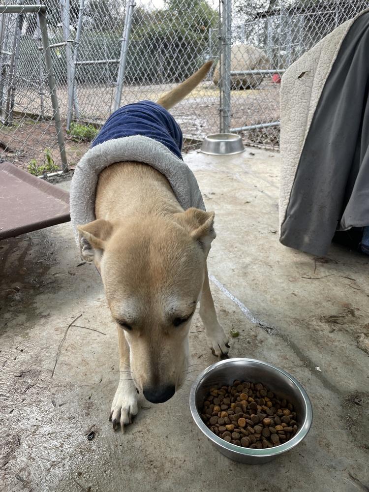 Maggie, Adoptable, Young Female Labrador Retriever & Terrier.