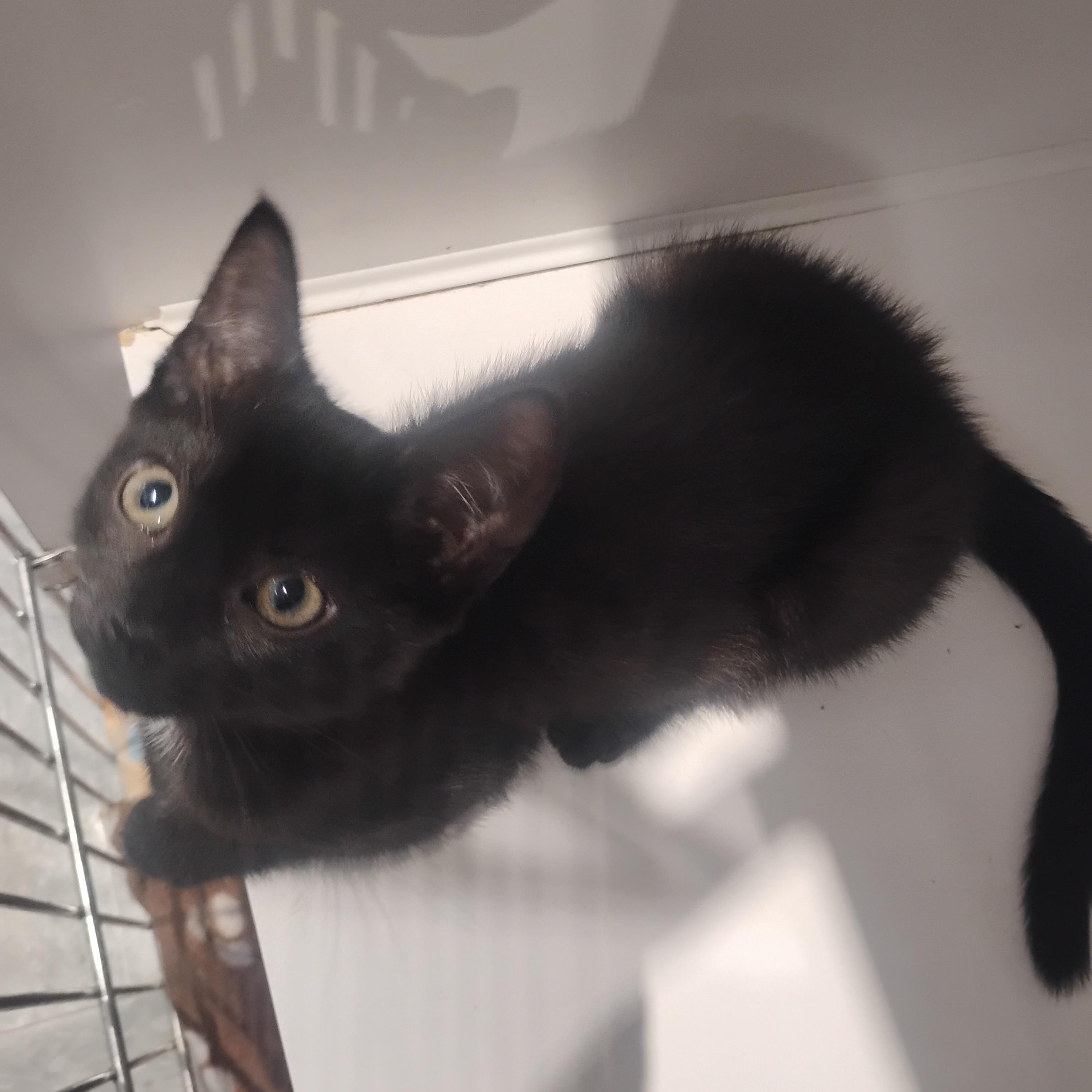 Enlarge Bottle Baby, a ADOPTABLE Domestic Short Hair in Springfield, MA image 1/1