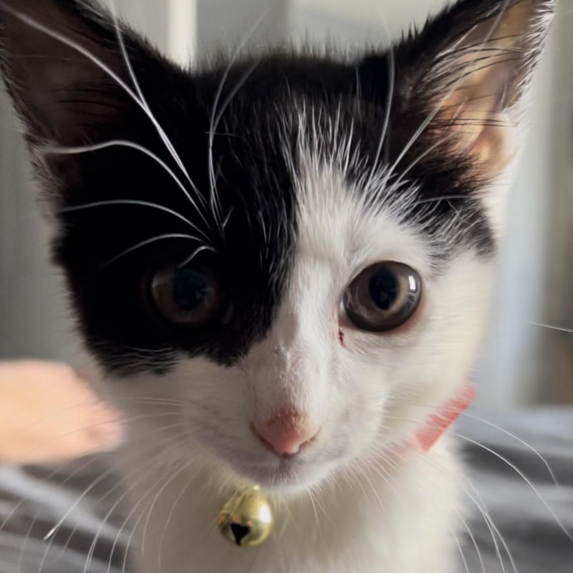 Enlarge Mooch, a Adoptable Domestic Short Hair in Aiea, HI image 3/5