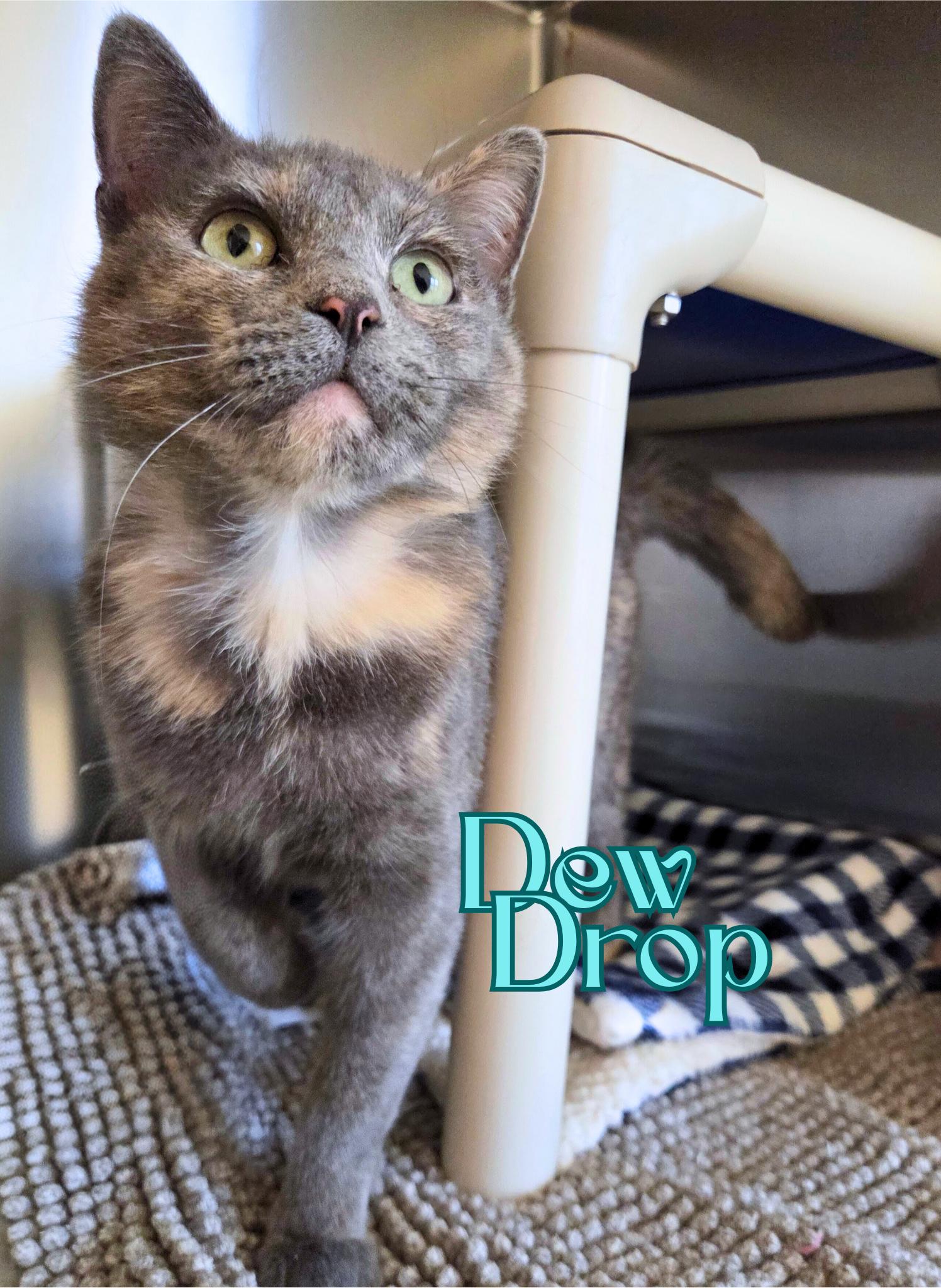 Dew Drop, ADOPTABLE, Young Female Domestic Short Hair.