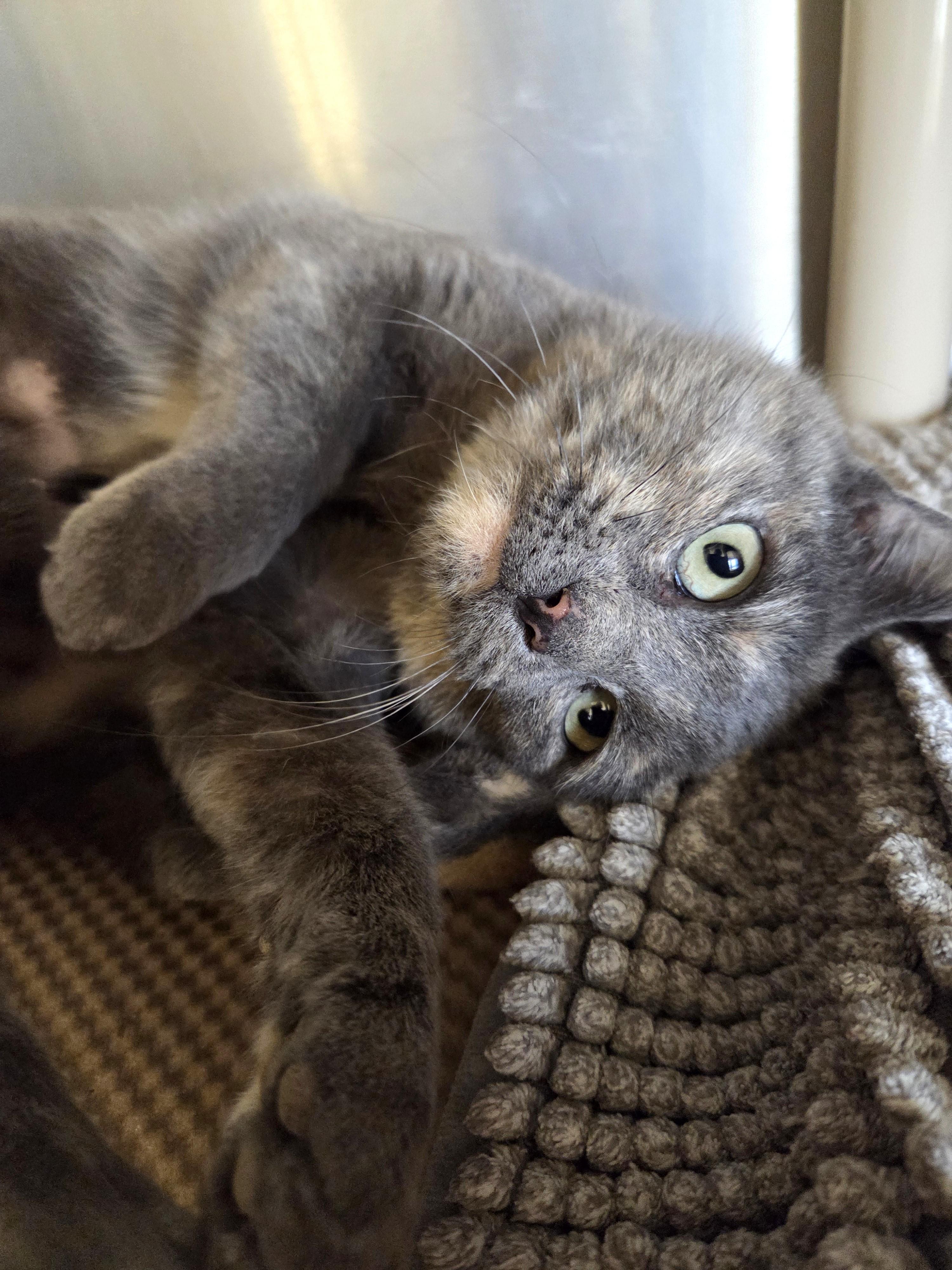 Enlarge Dew Drop, a ADOPTABLE Domestic Short Hair in Nevada, IA image 2/2