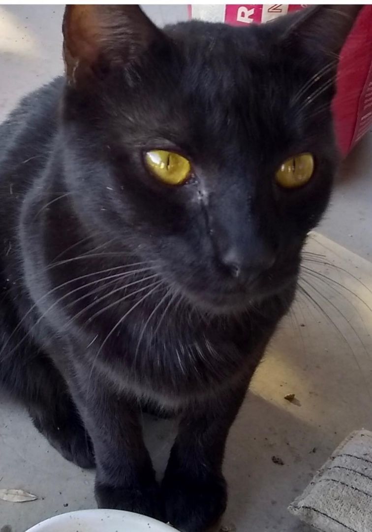 Ms. Blackie, adoptable, Adult Female Bombay.