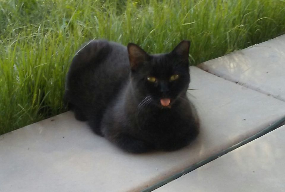 Enlarge Ms. Blackie, an adoptable Bombay in Gilbert, AZ image 2/6