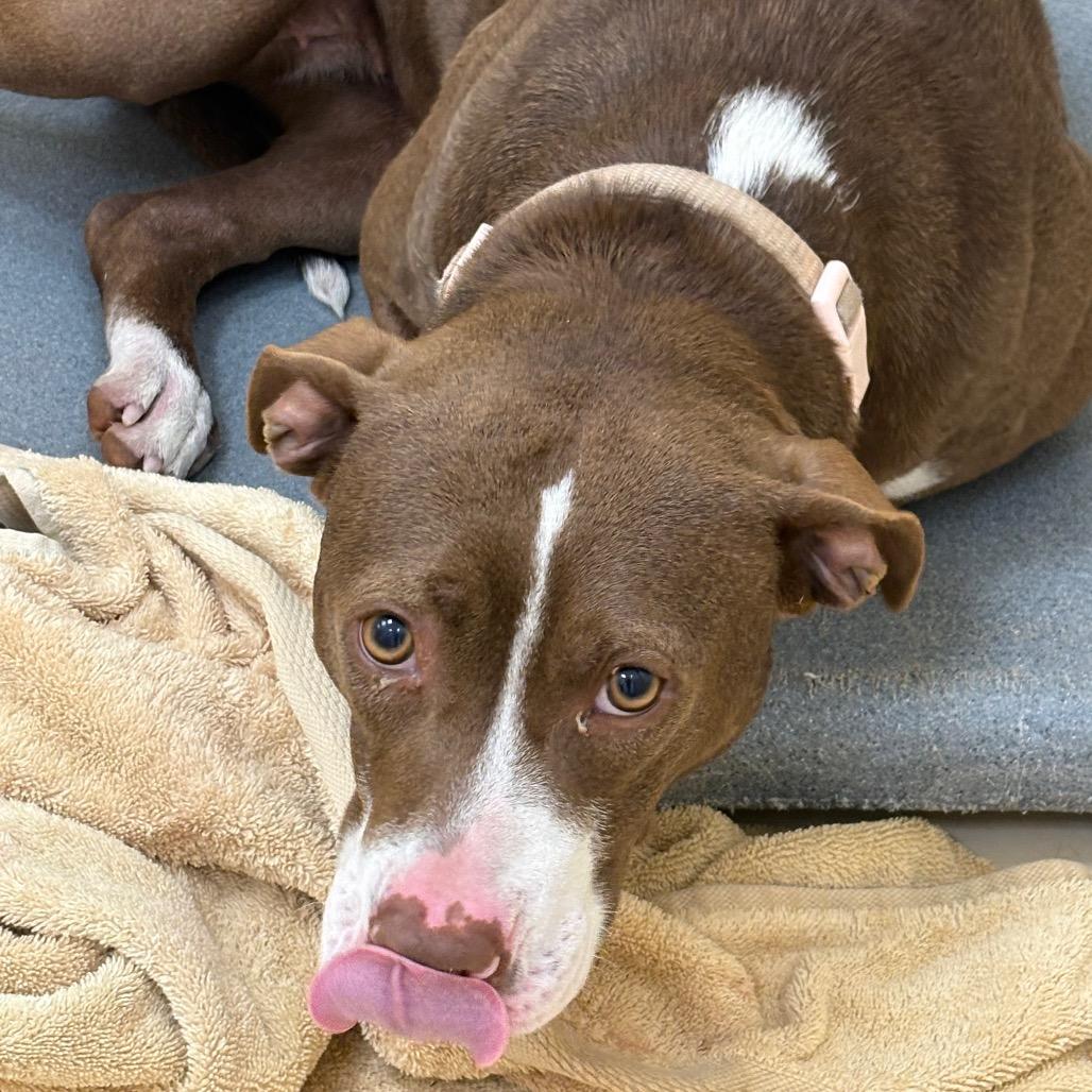 Enlarge Chocolate, a Adoptable Mixed Breed in Winston-Salem, NC image 1/1