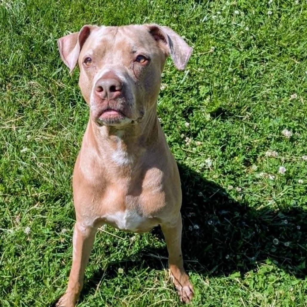 Blu, a Adoptable Mixed Breed in Jeffersonville, IN image 1/6