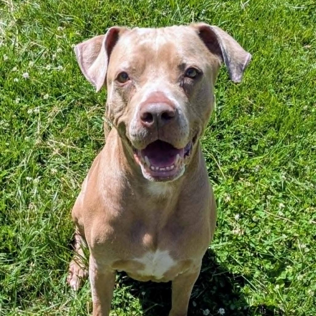 Blu, a Adoptable Mixed Breed in Jeffersonville, IN image 2/6