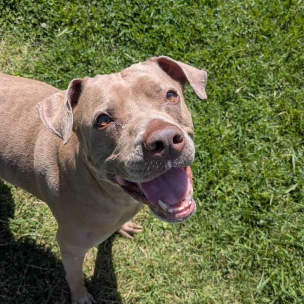 Blu, a Adoptable Mixed Breed in Jeffersonville, IN image 3/6