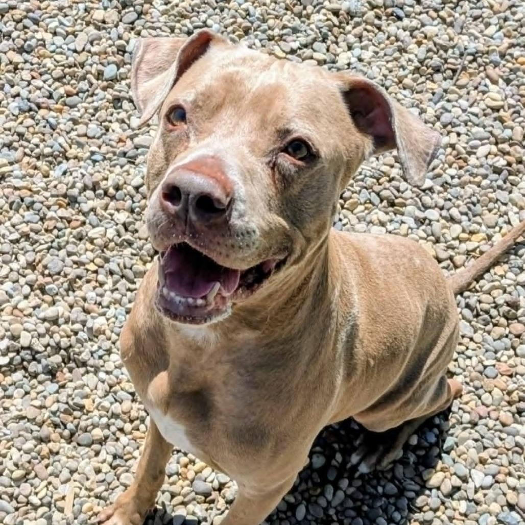 Blu, a Adoptable Mixed Breed in Jeffersonville, IN image 4/6