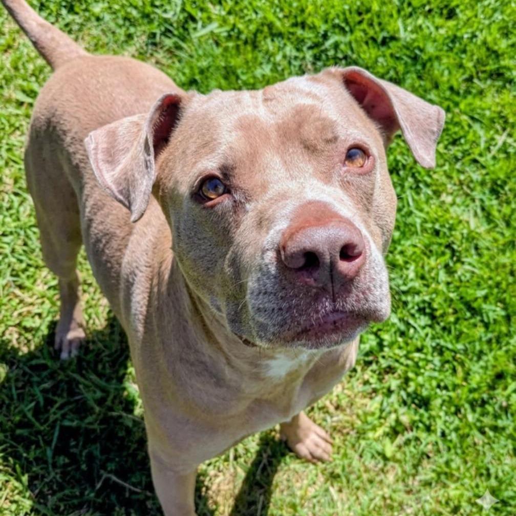 Blu, a Adoptable Mixed Breed in Jeffersonville, IN image 5/6