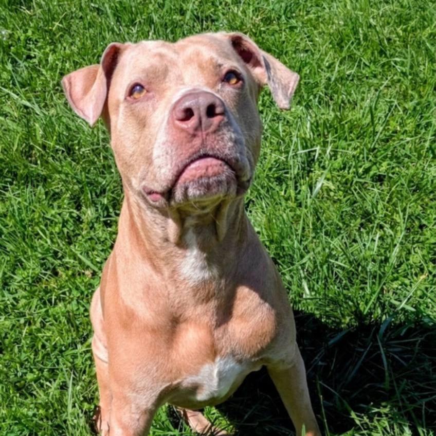 Blu, a Adoptable Mixed Breed in Jeffersonville, IN image 6/6