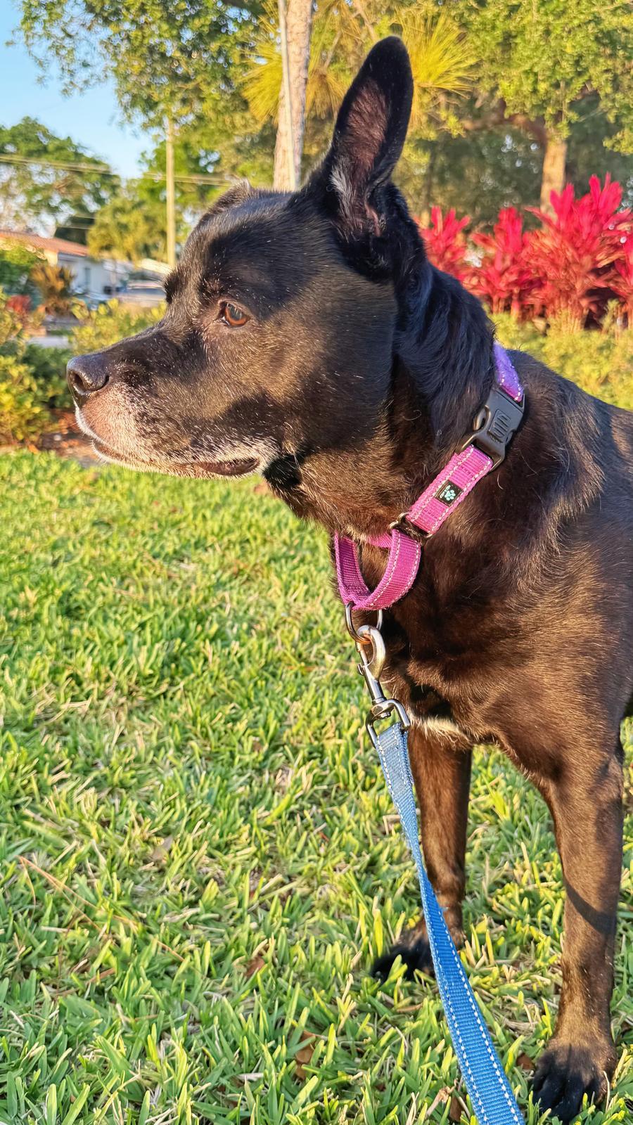 Sadie, a Adoptable Labrador Retriever in Pompano Beach, FL image 1/3
