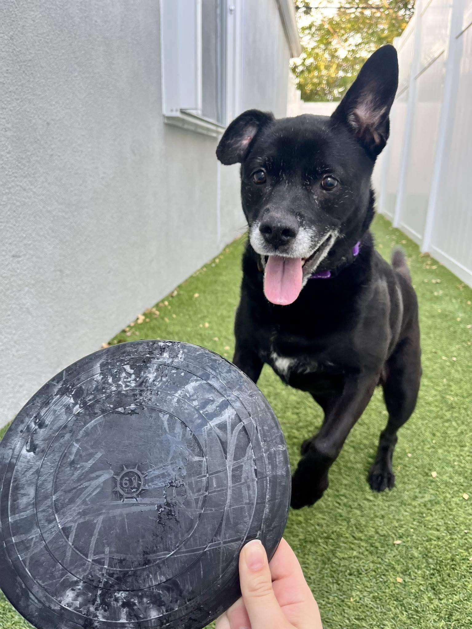 Sadie, Adoptable, Adult Female Labrador Retriever.