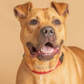 Jack, Adoptable, Adult Male Pit Bull Terrier.
