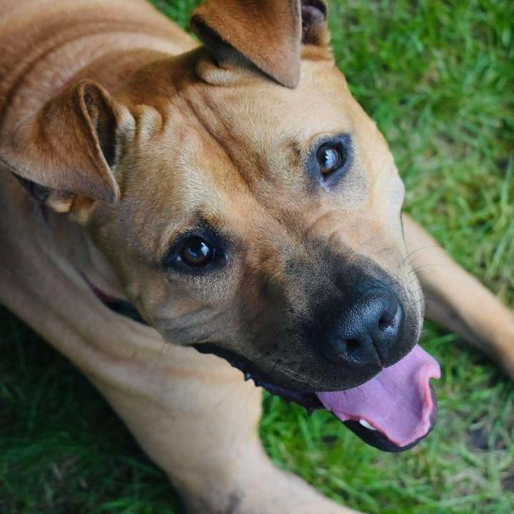 Enlarge Jack, a Adoptable Pit Bull Terrier in Milan, IL image 2/6