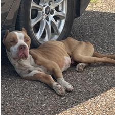 Balboa — thumbnail 2