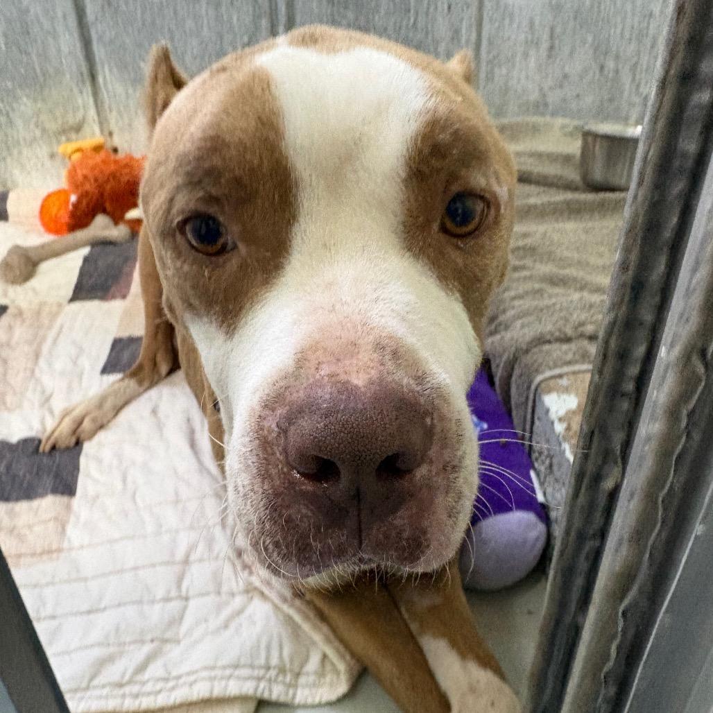 Balboa — thumbnail 3