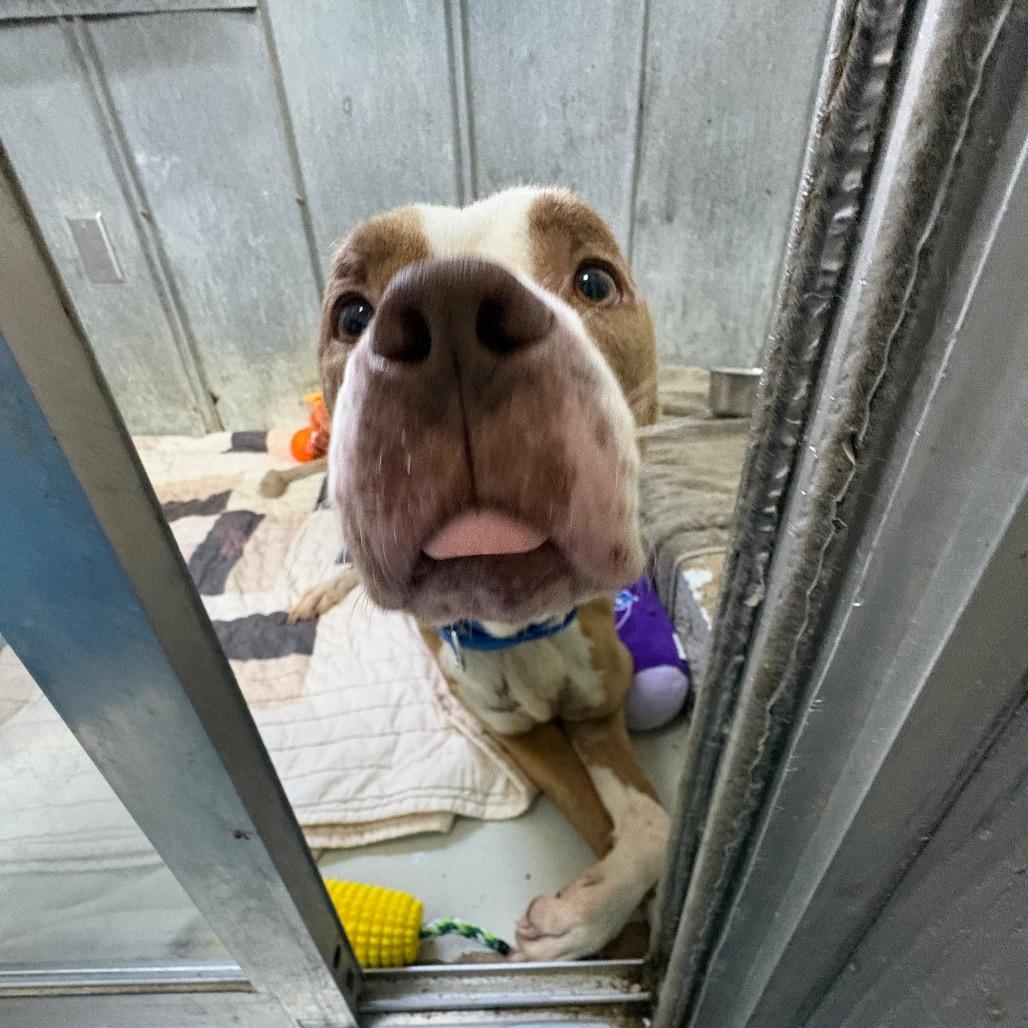 Balboa — thumbnail 4