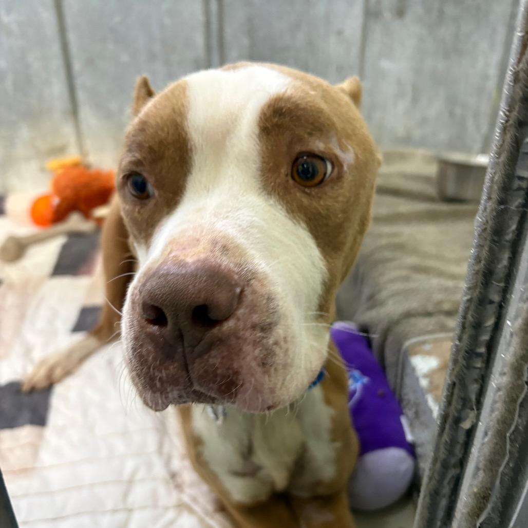 Balboa — thumbnail 5