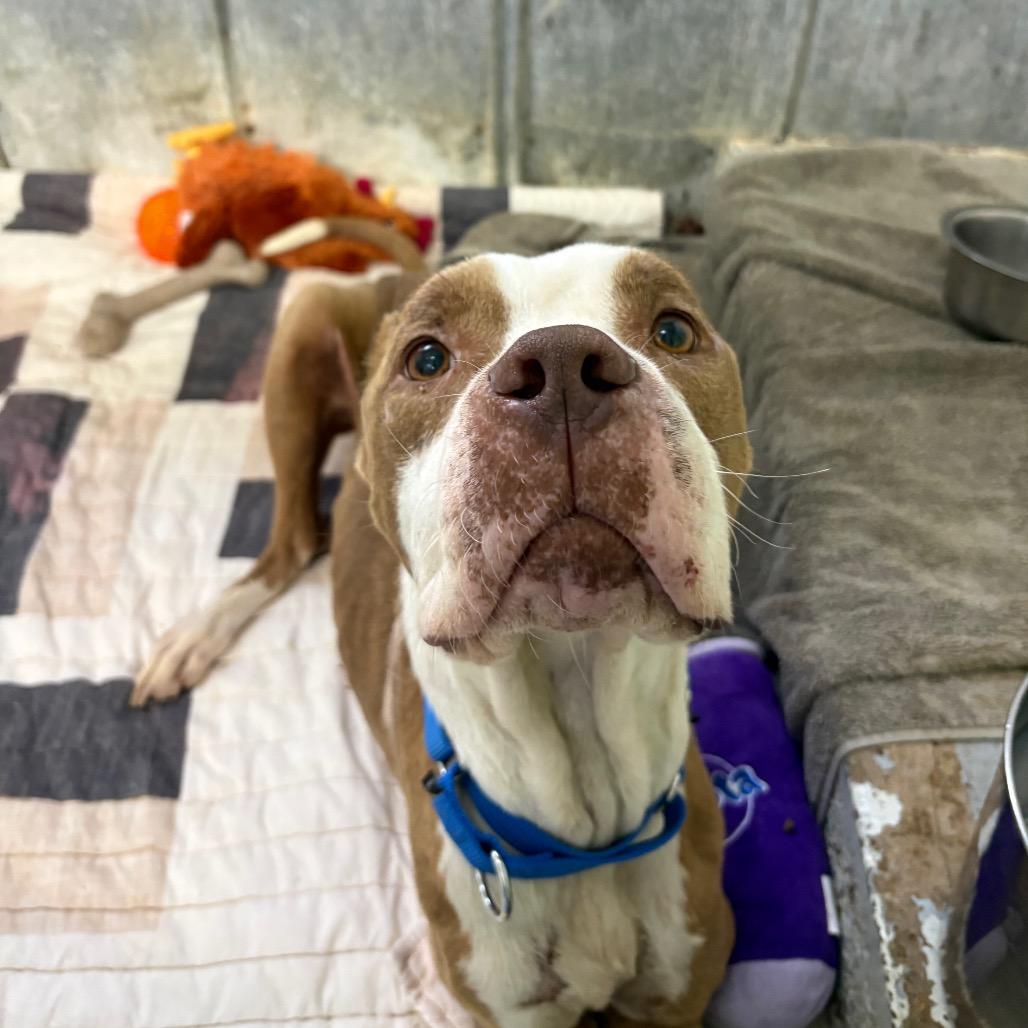 Balboa — thumbnail 6