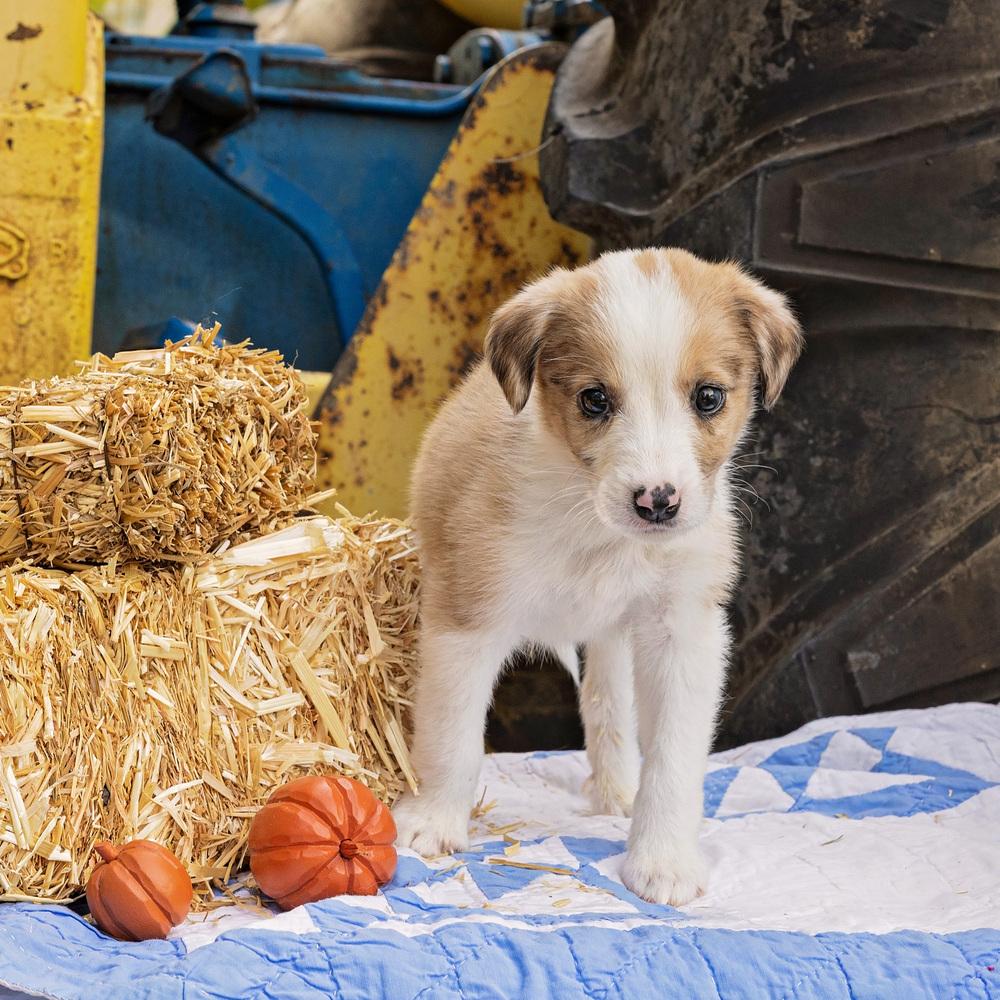 Enlarge Salem, a Adoptable mixed breed in Troy, IL image 4/6