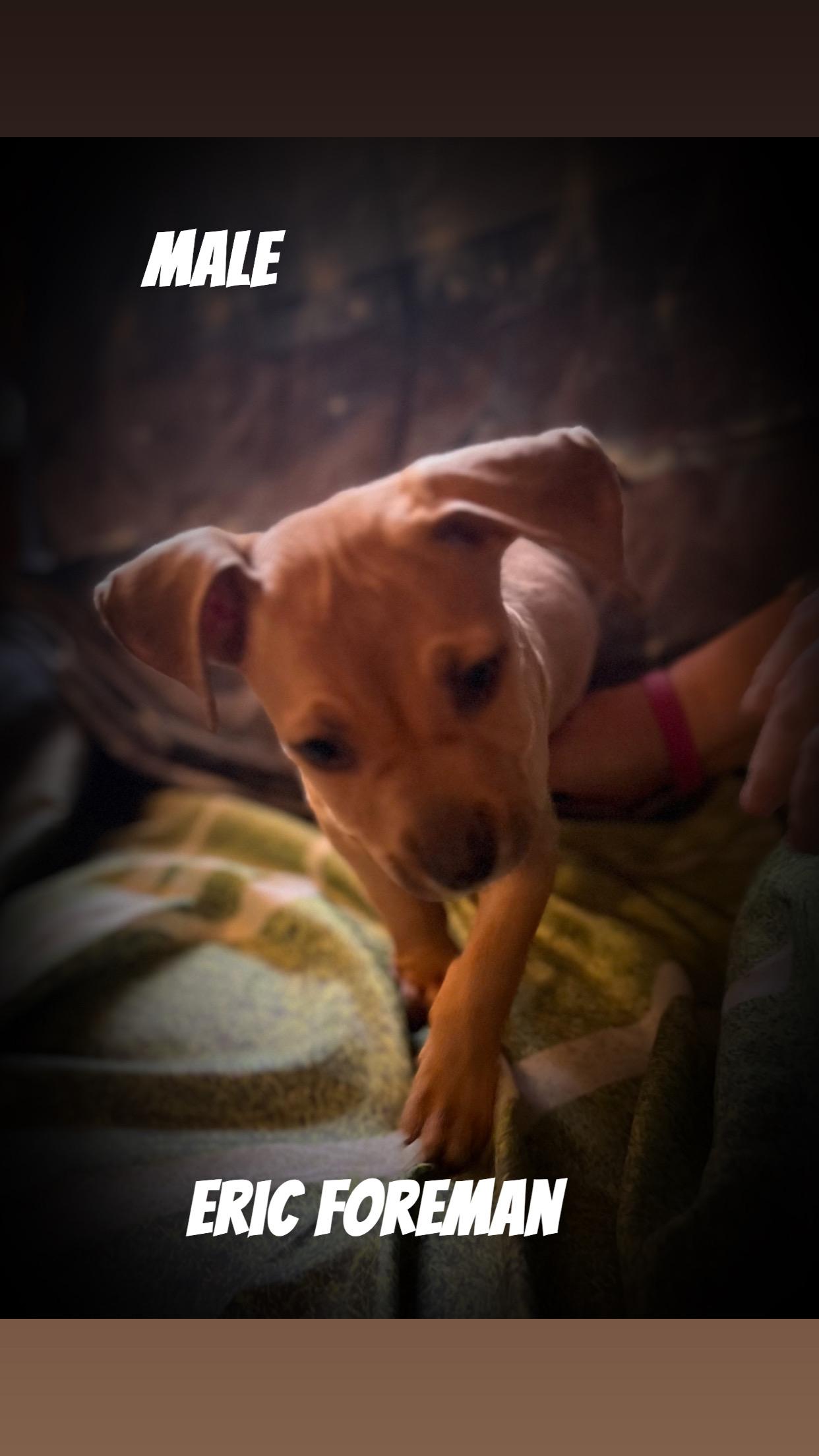 Eric Foreman, Adoptable, Young Male Mixed Breed.