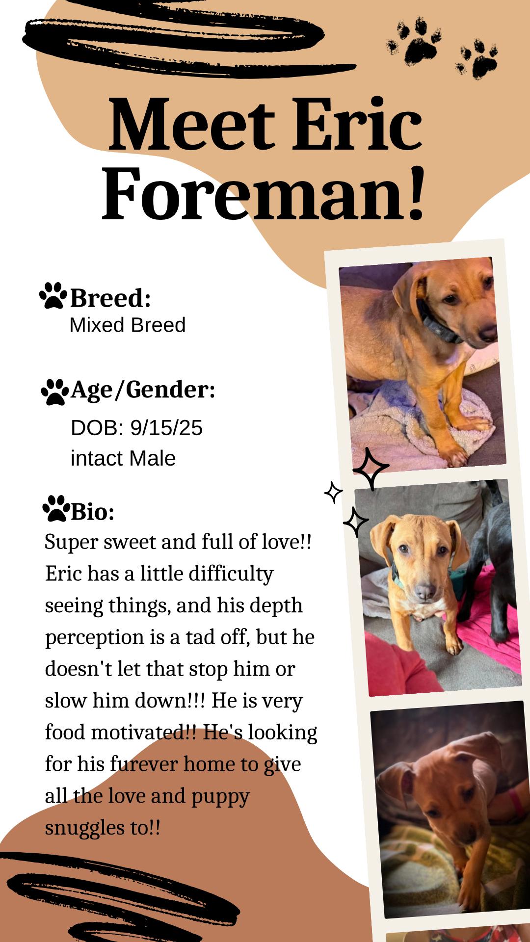 Eric Foreman, Adoptable, Young Male Mixed Breed.