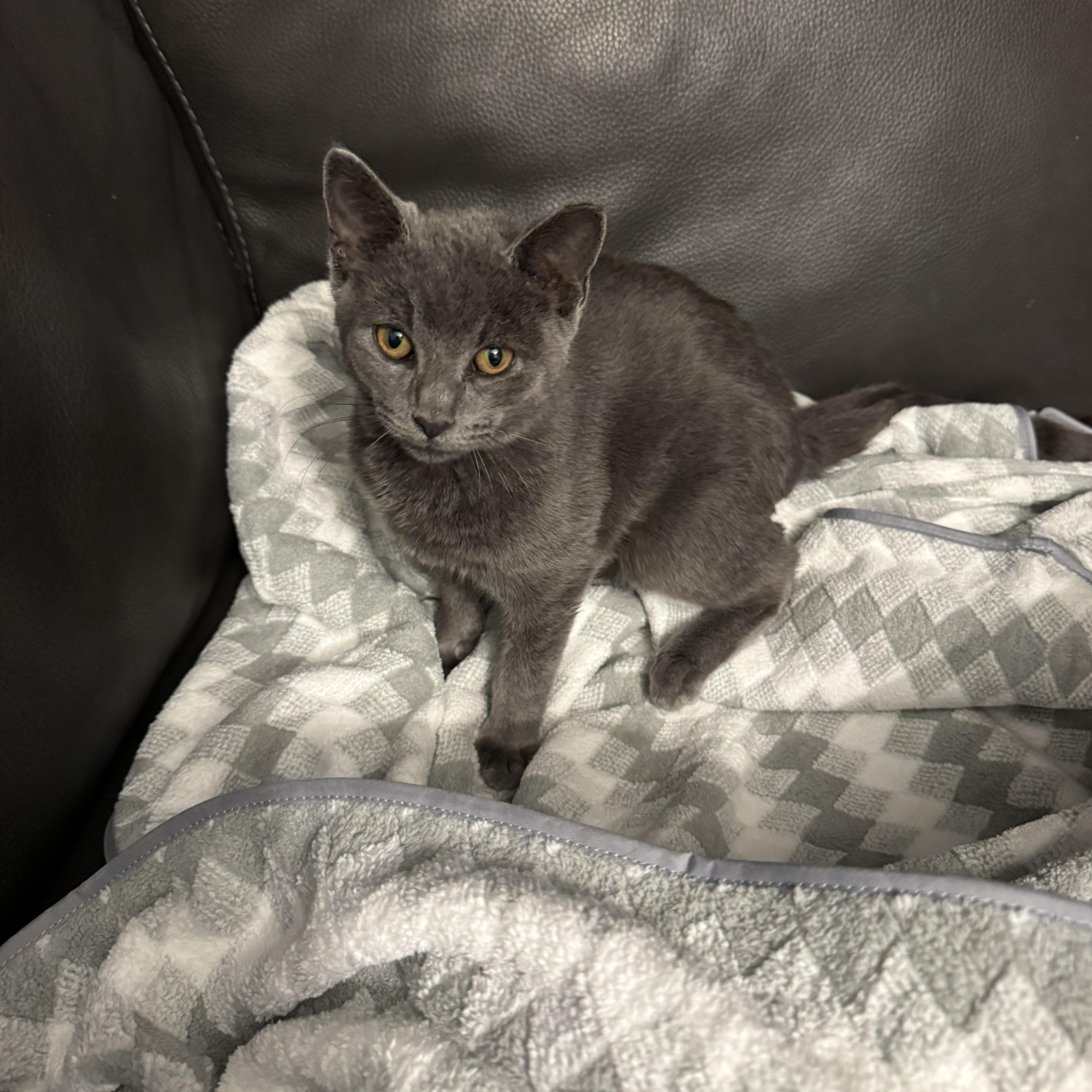 Benny, adopted, Kitten Male Russian Blue.