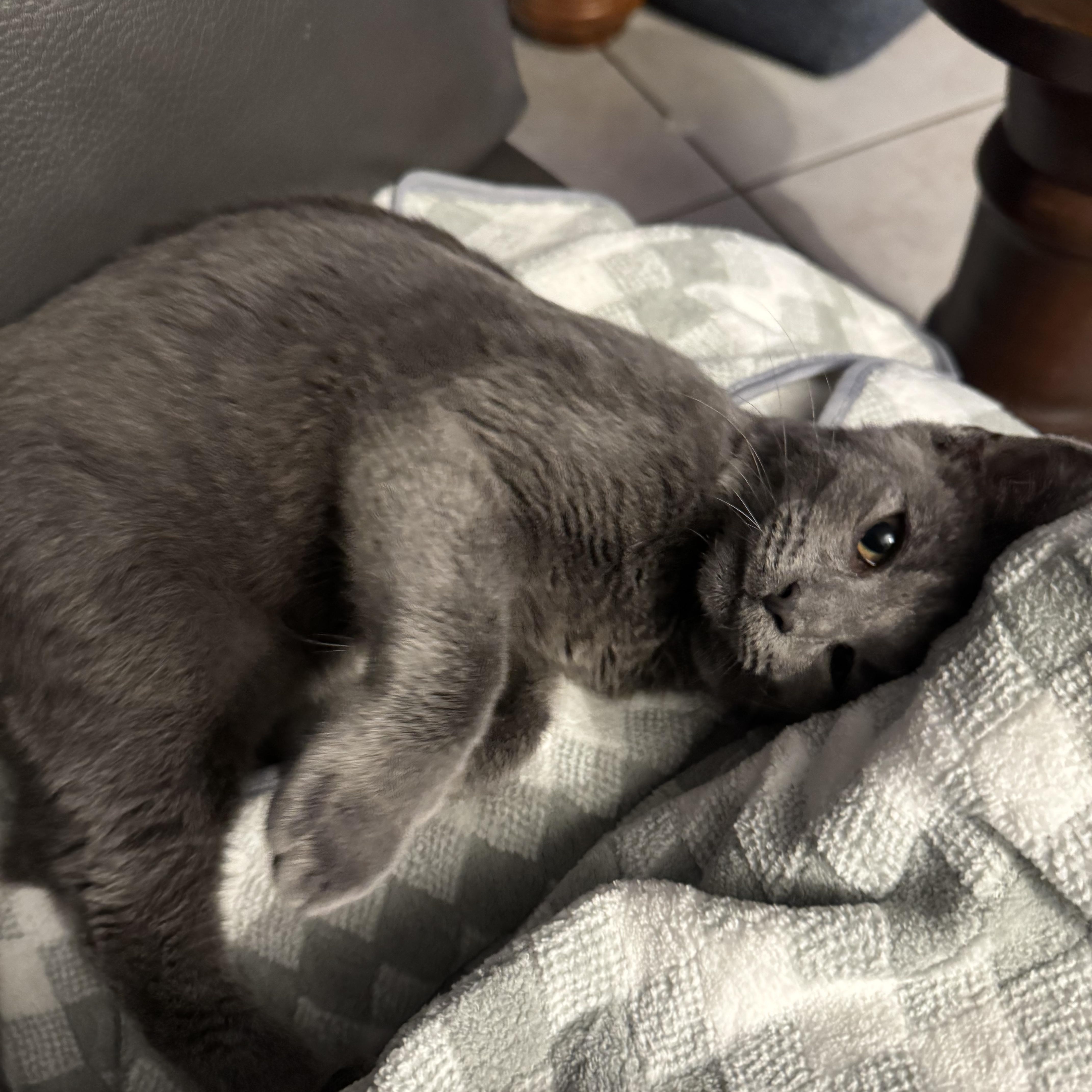 Benny, an adopted Russian Blue in Boston, MA image 4/4