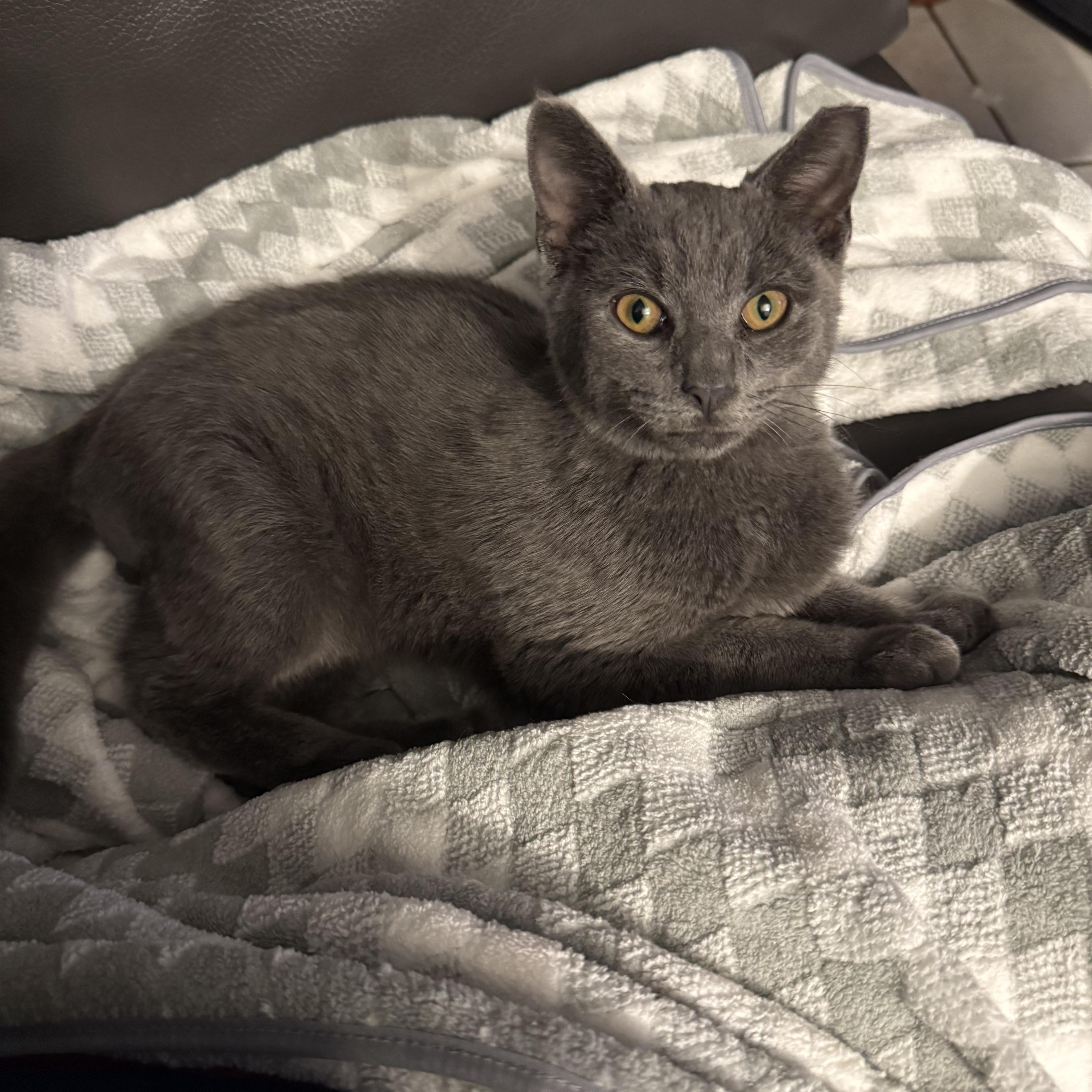 Benny, an adopted Russian Blue in Boston, MA image 3/4
