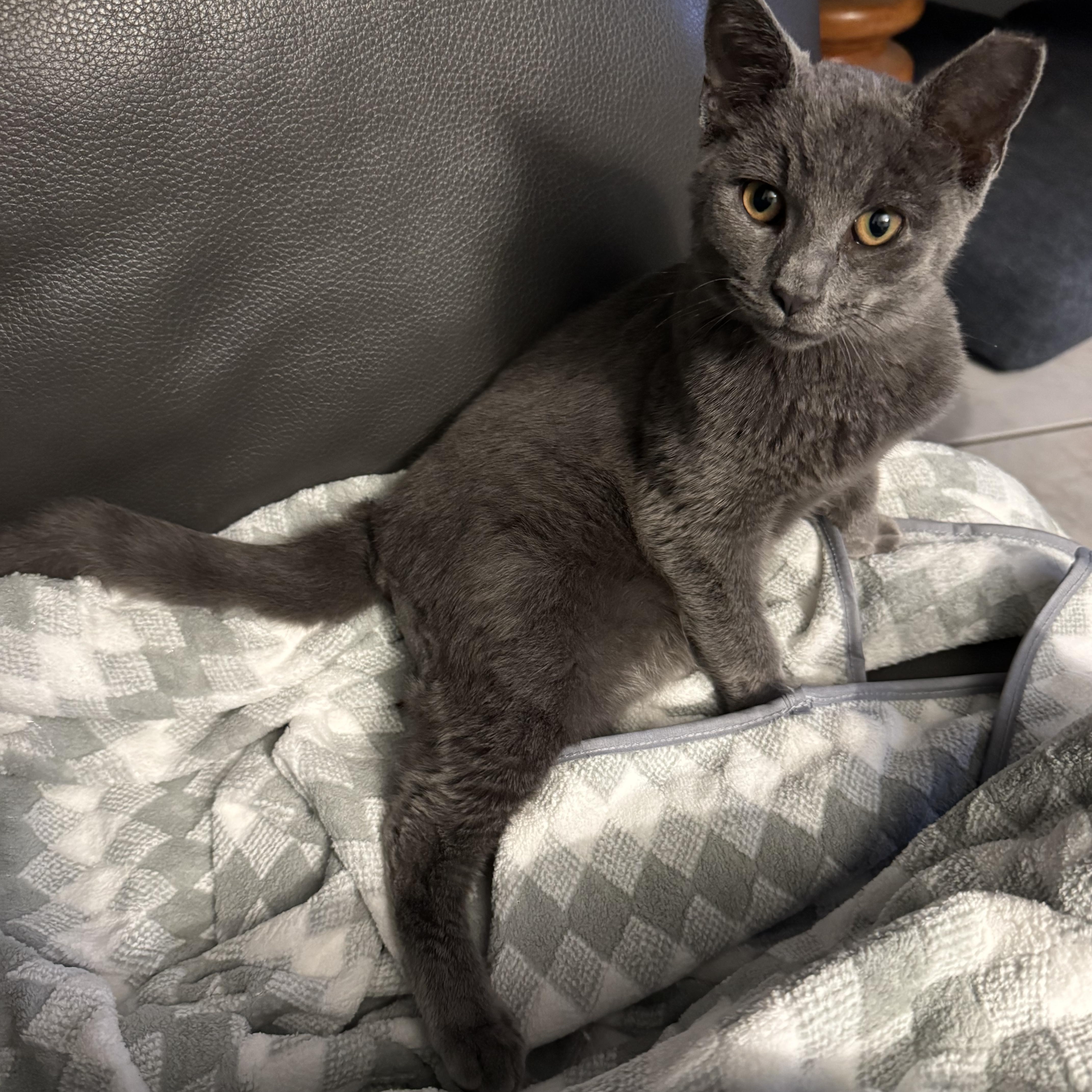 Benny, an adopted Russian Blue in Boston, MA image 2/4