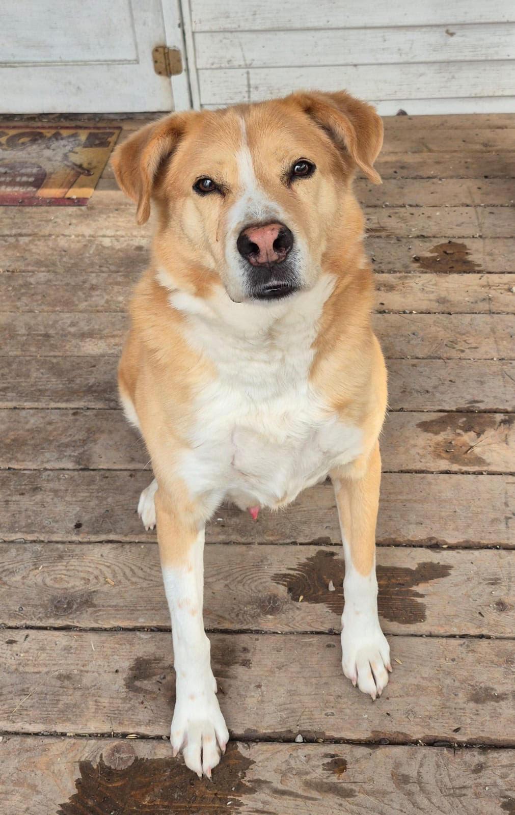 Bear, Adoptable, Senior Male Yellow Labrador Retriever & Golden Retriever.