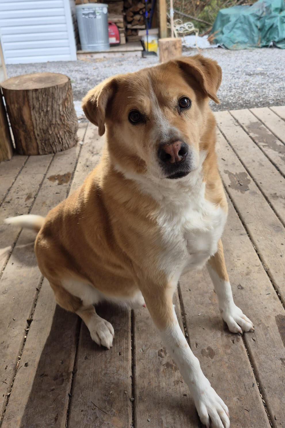 Bear, a Adoptable mixed breed in Ajax, ON image 2/5