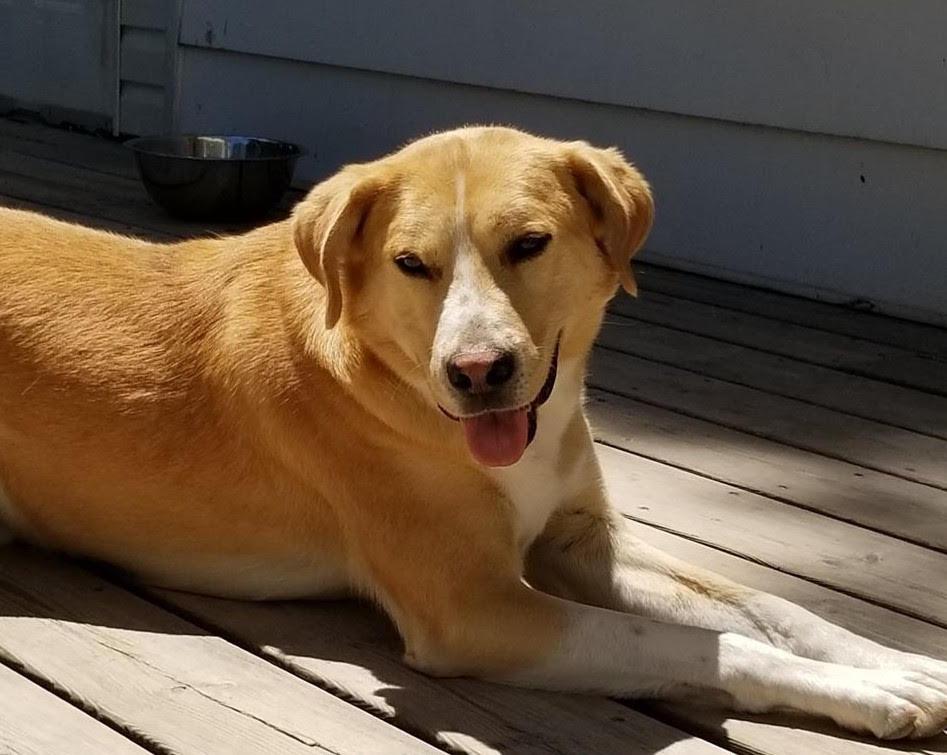 Bear, a Adoptable mixed breed in Ajax, ON image 3/5