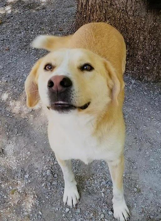 Bear, a Adoptable mixed breed in Ajax, ON image 4/5