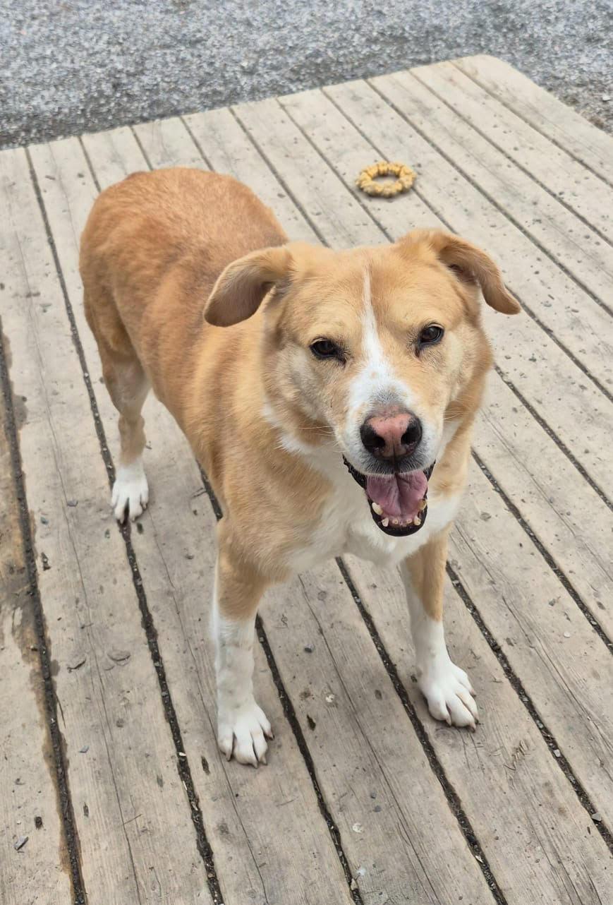 Bear, a Adoptable mixed breed in Ajax, ON image 5/5